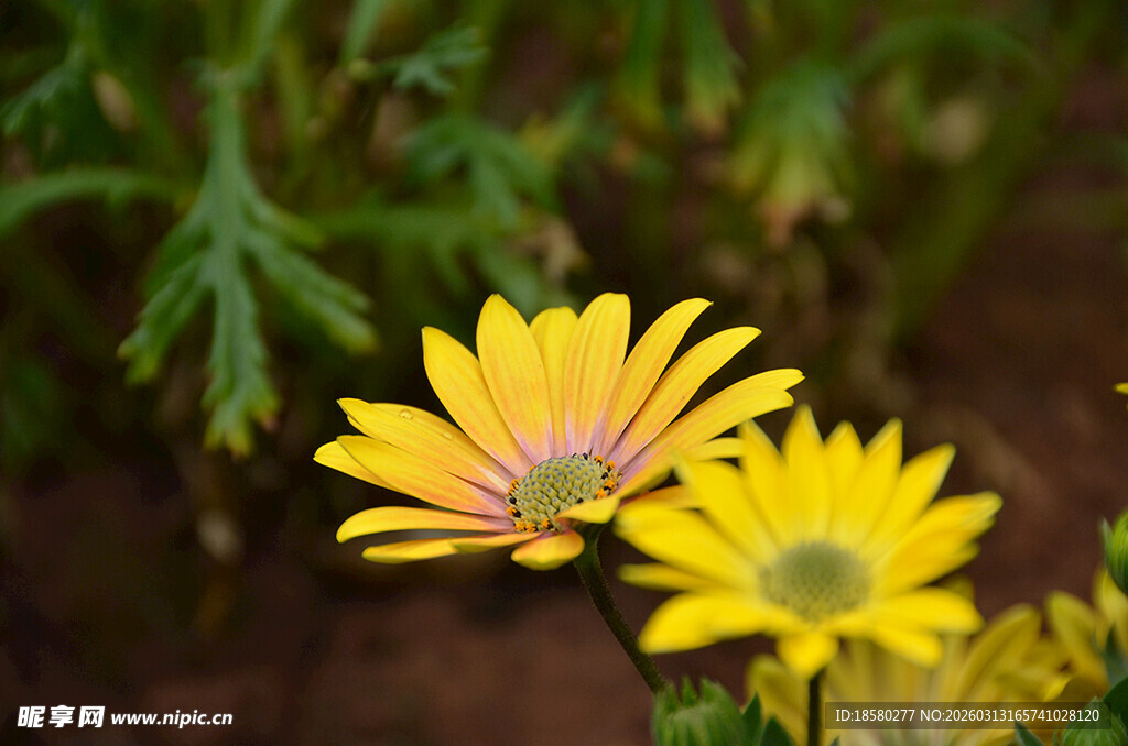 两朵绽放的黄色美丽小花