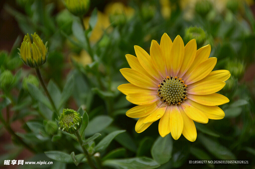 黄色绽放的美丽花朵