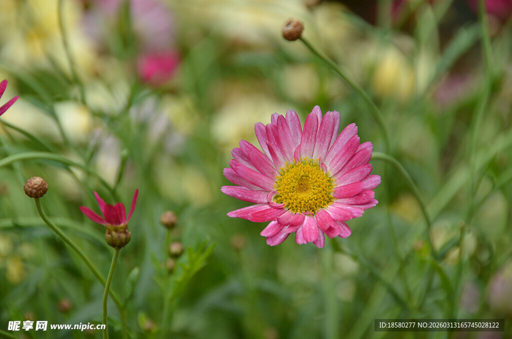 娇艳雏菊绽放于绿意间