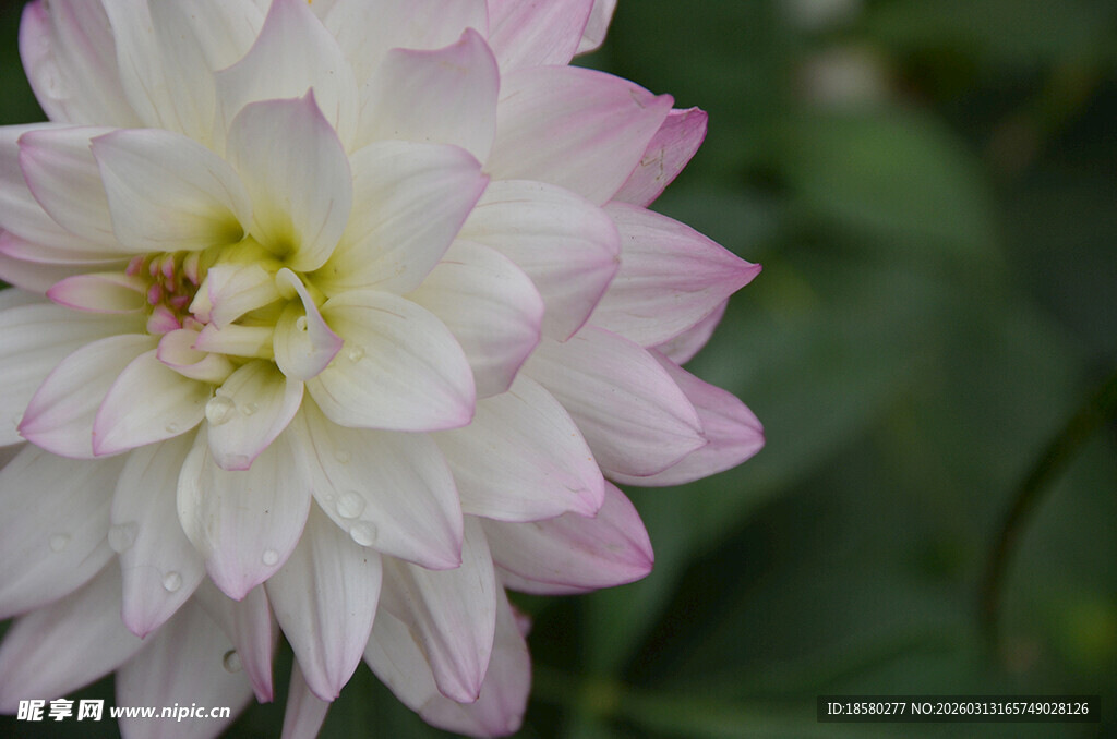 粉白大丽花特写