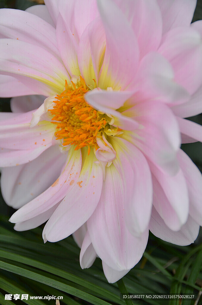 大丽花娇艳粉色花朵特写