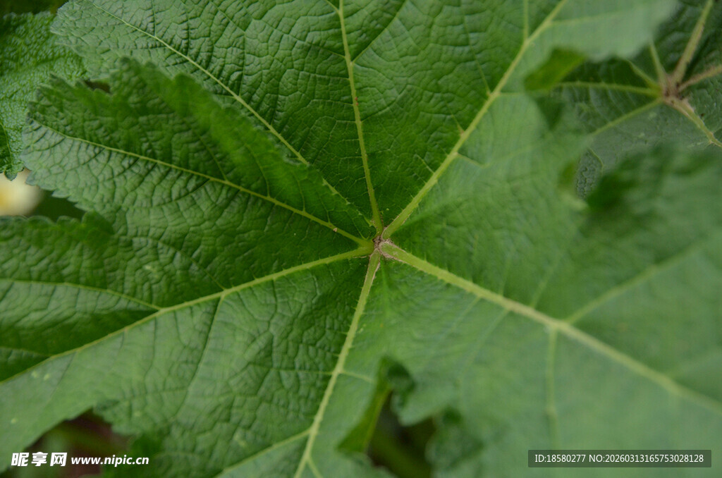 翠绿脉络清晰的叶片特写