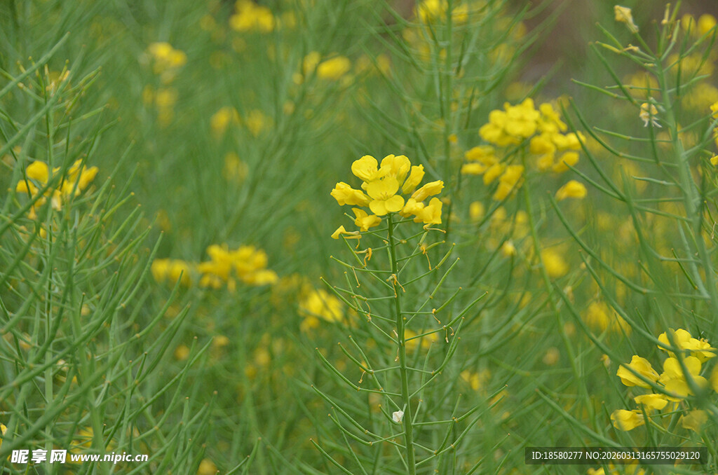 春日油菜花田美景