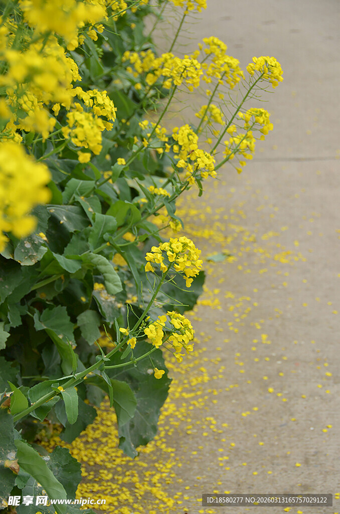 路边绽放的灿烂黄色小花