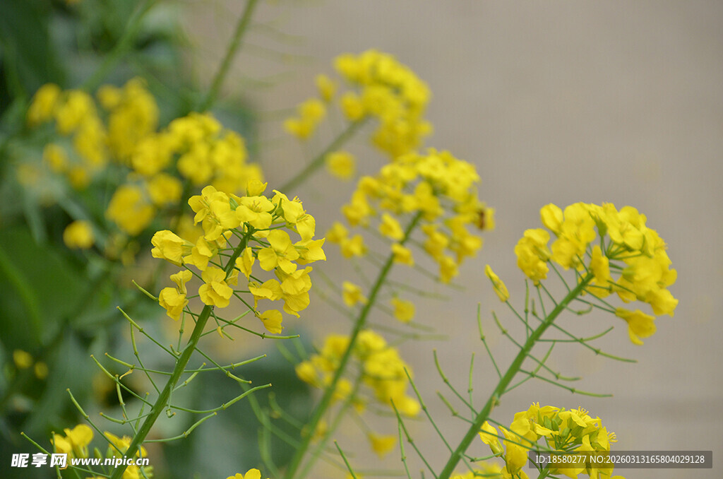 绽放的黄色油菜花
