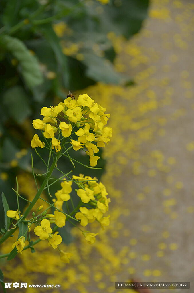 黄色小花绽放于绿叶间