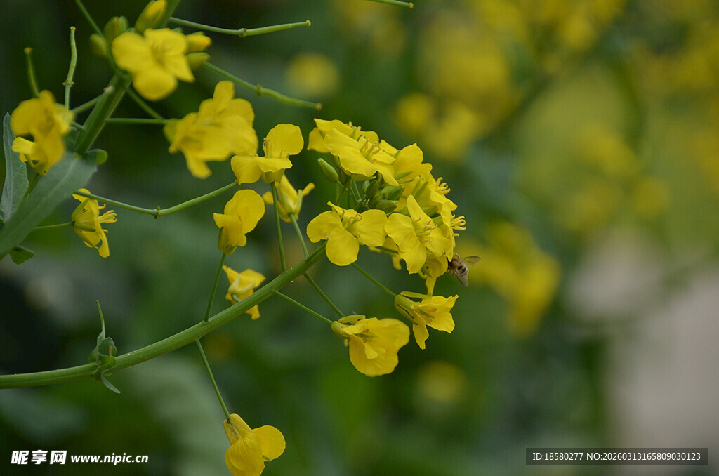 绽放的黄色油菜花