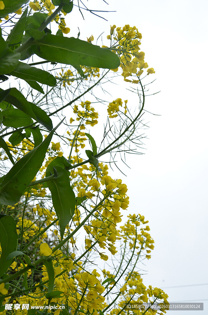 枝头绽放的黄色油菜花