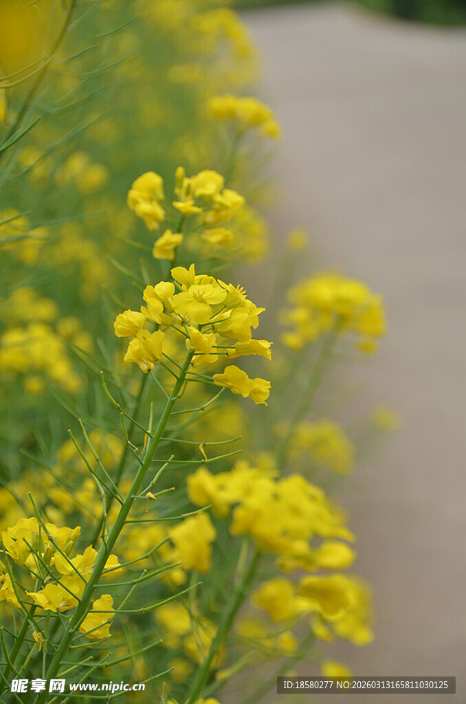 路边盛放的黄色油菜花