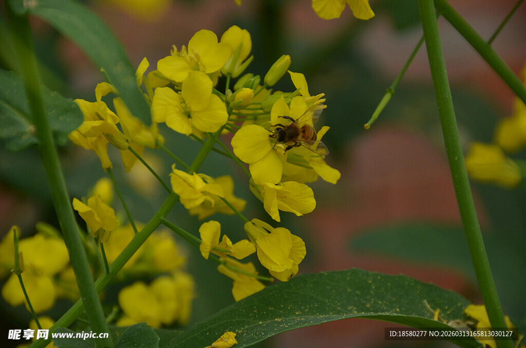 黄色小花上的红色小昆虫