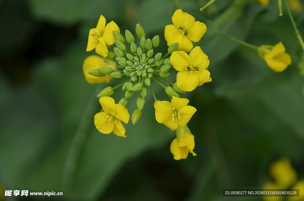 油菜花黄色小花绽放生机