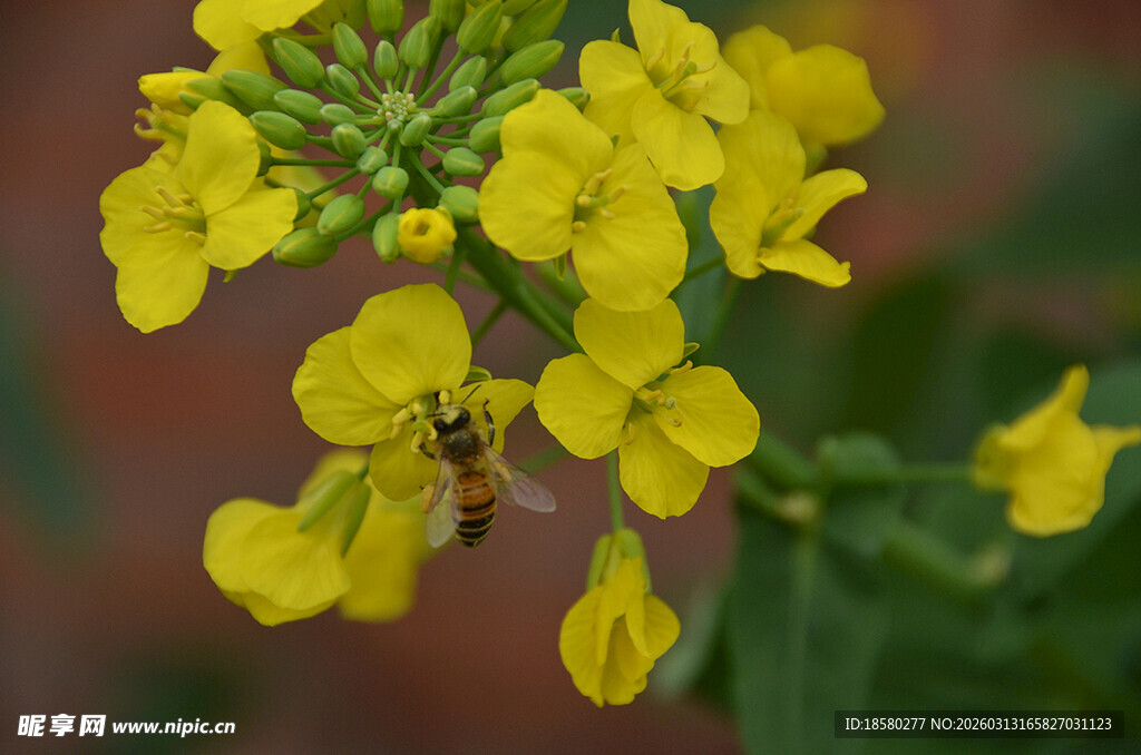 蜜蜂采蜜于黄色小花间