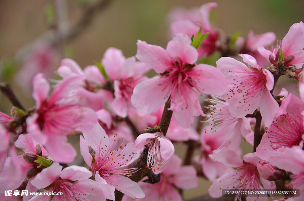 娇艳盛开的粉嫩桃花