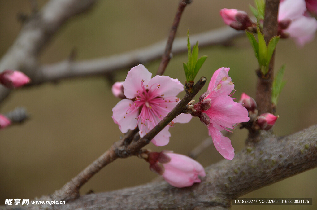 枝头绽放的粉嫩桃花