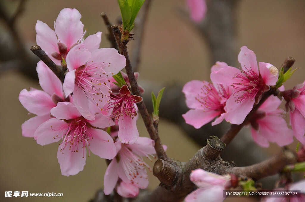 枝头绽放的娇艳粉色桃花