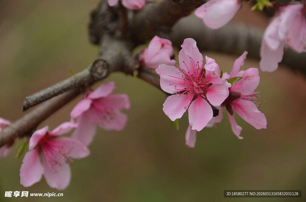 枝头绽放的粉嫩桃花