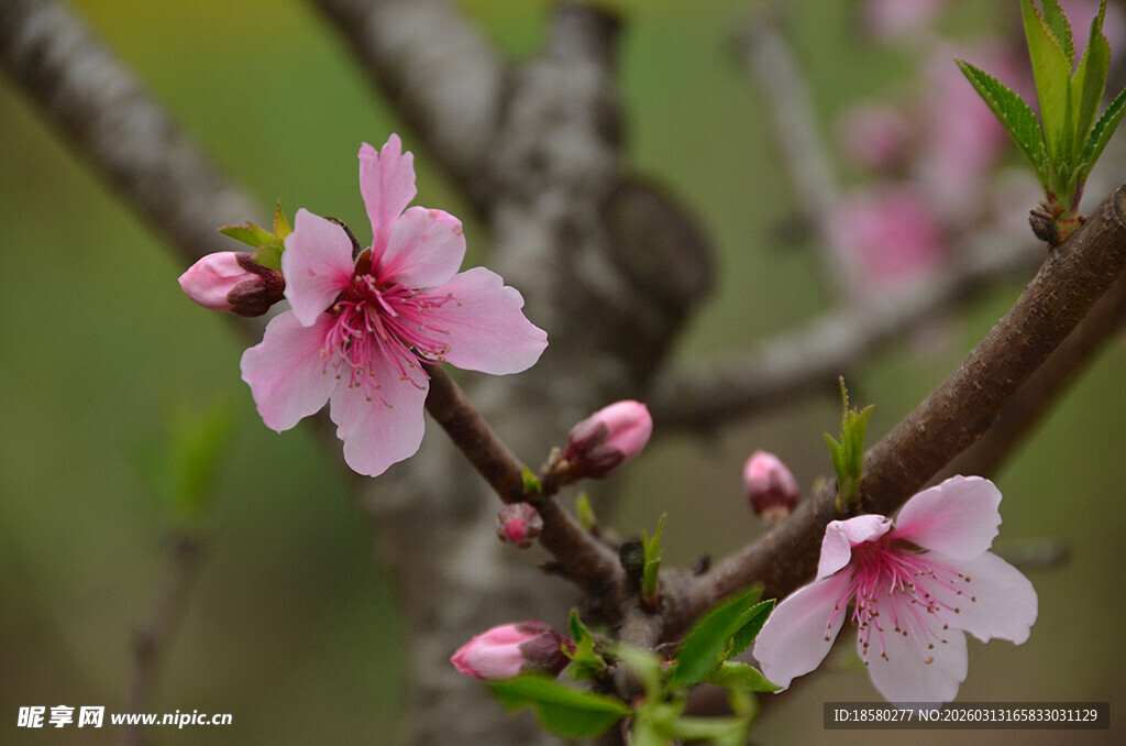 枝头绽放的粉嫩桃花