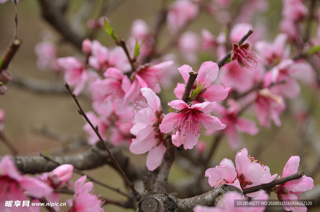 枝头绽放的粉嫩桃花