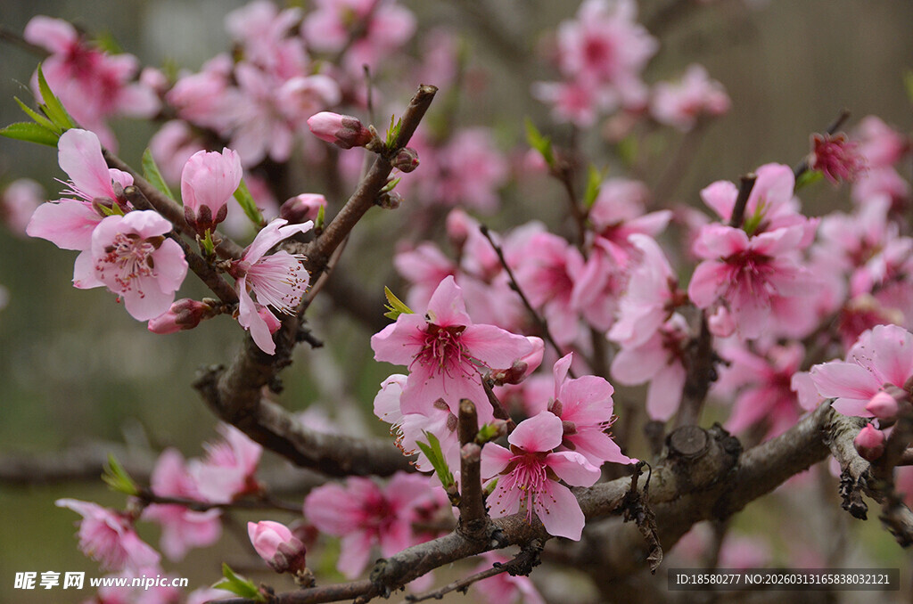 枝头绽放的娇艳粉色桃花