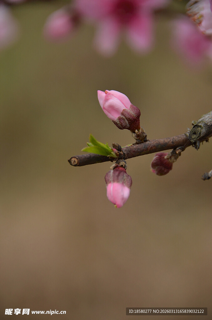枝头粉嫩桃花初绽