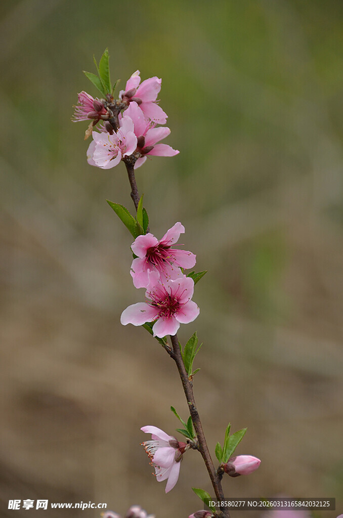 枝头绽放的娇艳粉色桃花