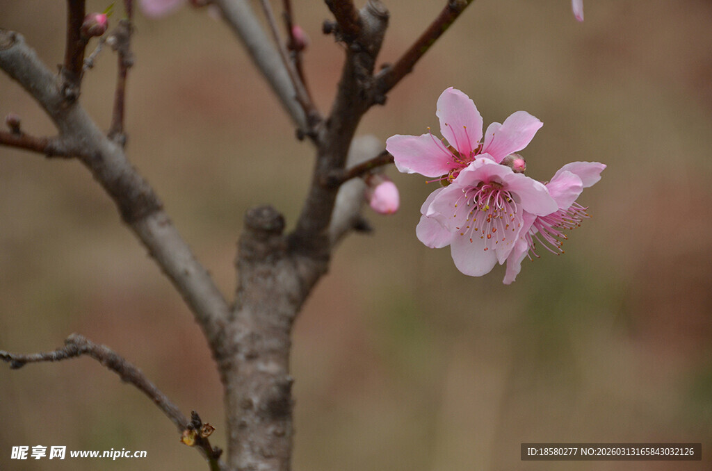 枝头绽放的粉嫩花朵