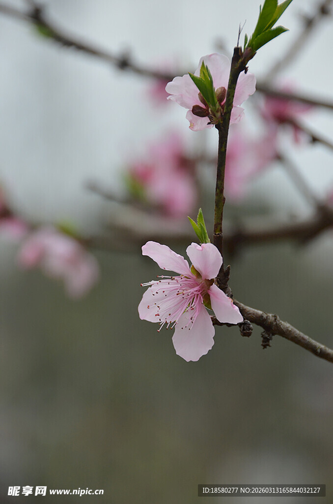 枝头绽放的粉嫩桃花
