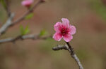 一枝娇艳的粉色桃花