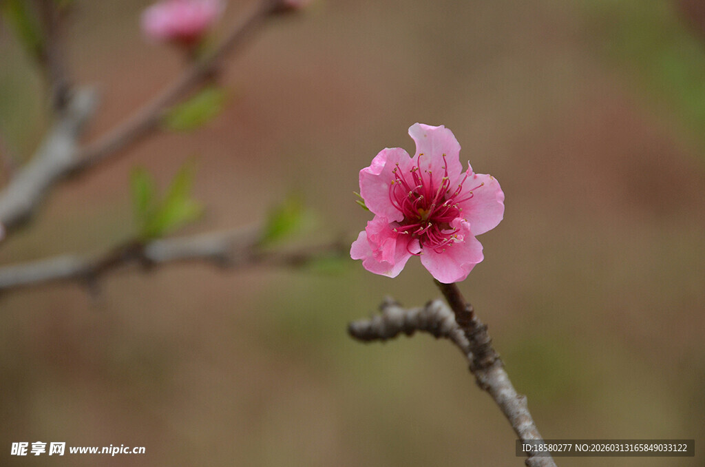 一枝娇艳的粉色桃花