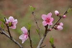 枝头绽放的粉嫩桃花