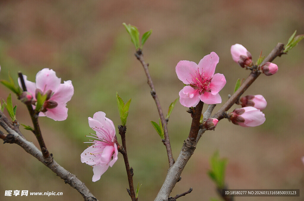 枝头绽放的粉嫩桃花