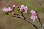 枝头绽放的粉嫩桃花
