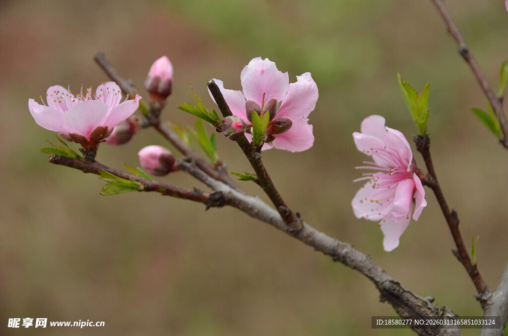 枝头绽放的粉嫩桃花