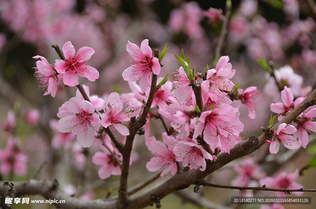 盛开的娇艳粉色桃花