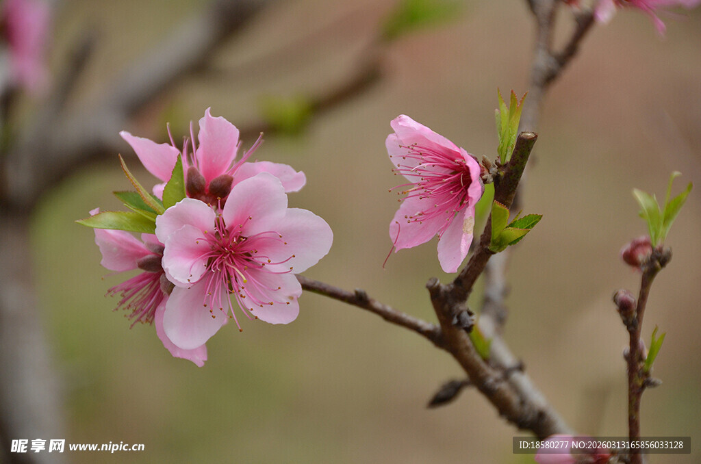 枝头绽放的娇艳粉色桃花