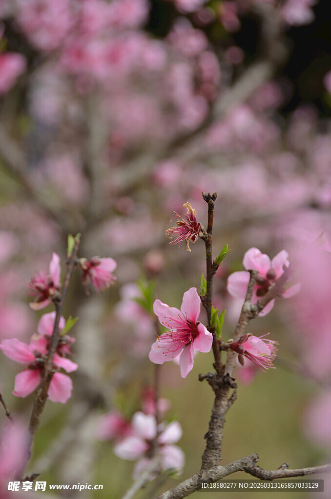 春日绽放的粉嫩花枝