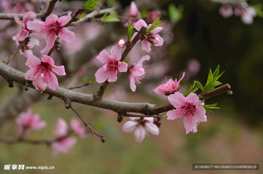 枝头绽放的粉嫩桃花