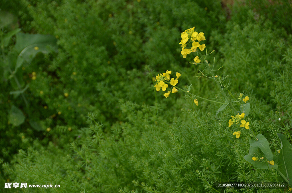 草丛中的黄色小花油菜花