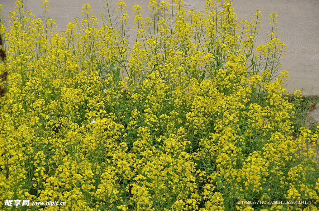 金黄灿烂的油菜花田