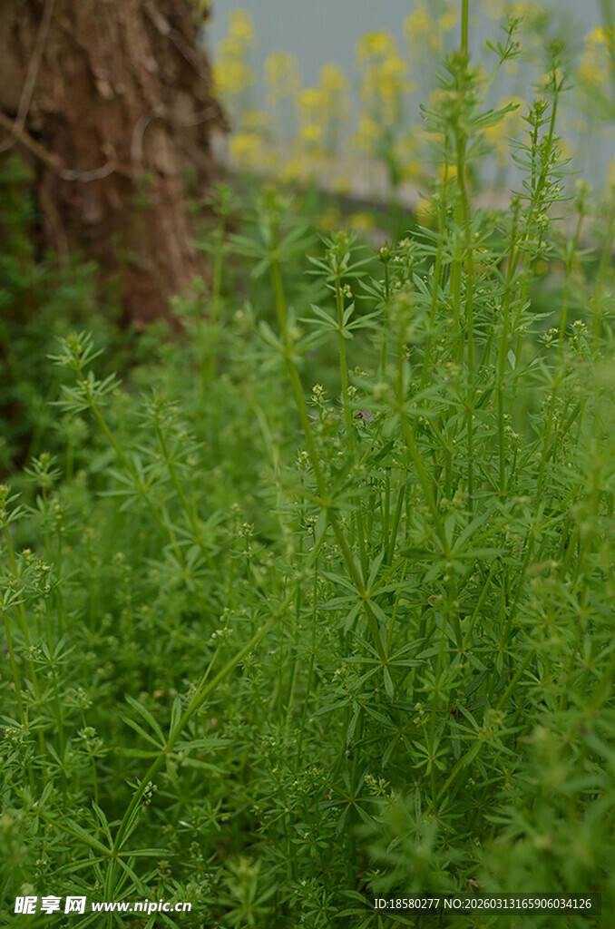 嫩绿草丛中的生机景象