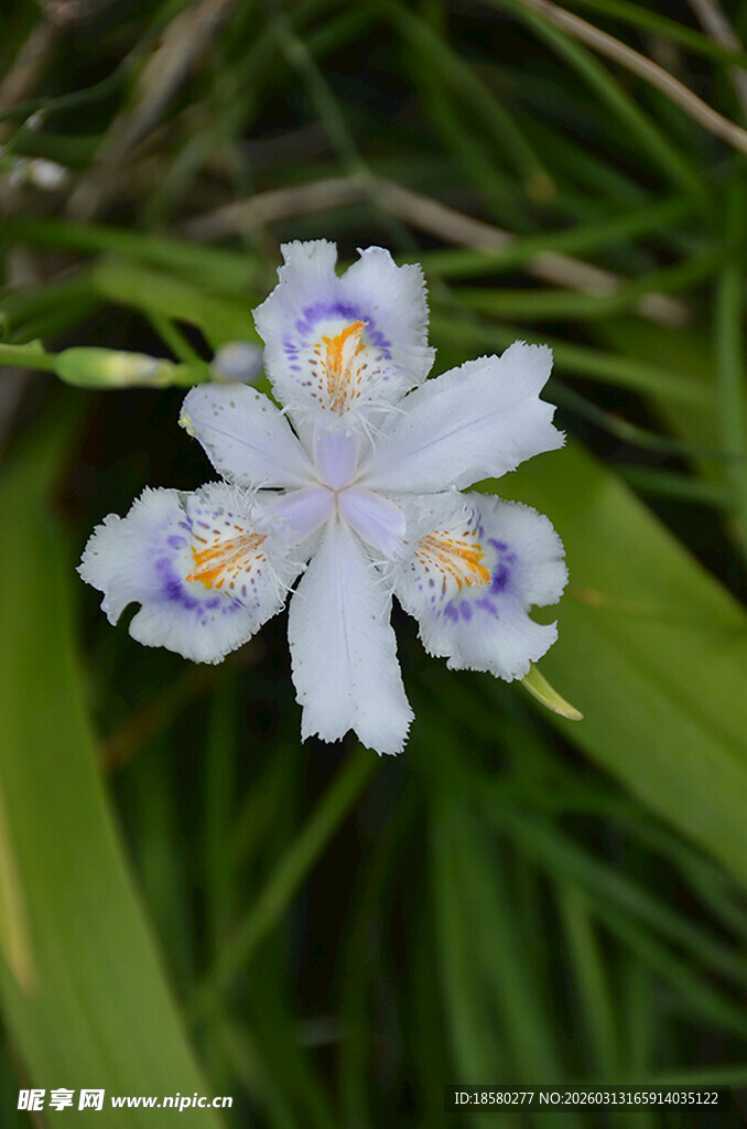 清新白色鸢尾花特写