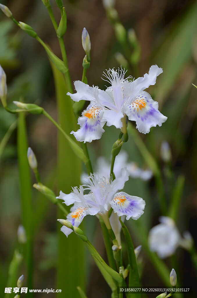 清新雅致的白色鸢尾花