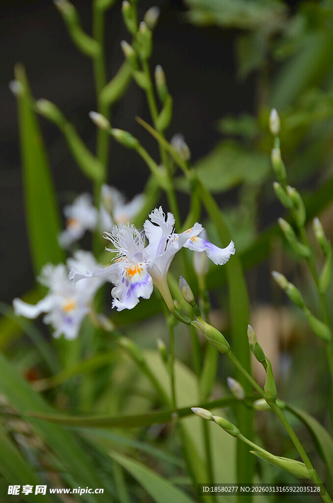 清新白色鸢尾花绽放