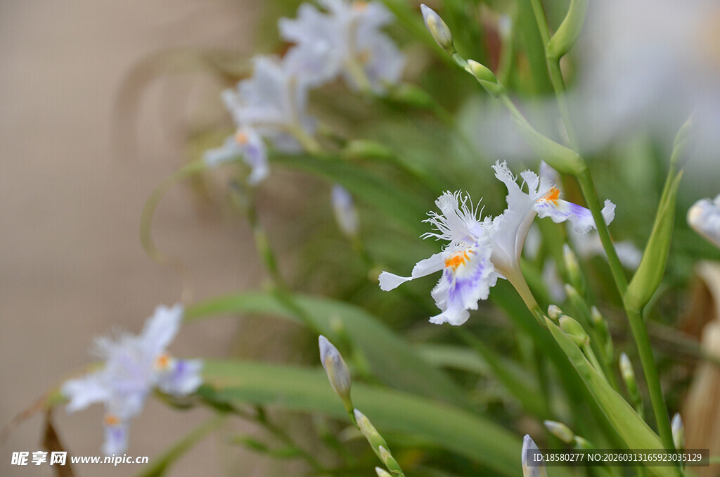 清新淡雅小白花绽放