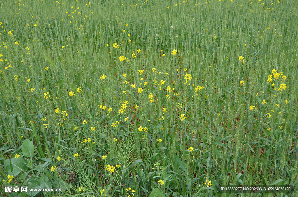 田野中的黄色小花