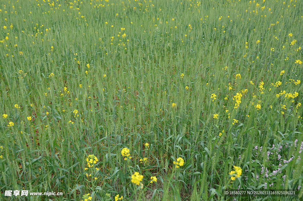 春日绿野中的黄色小花