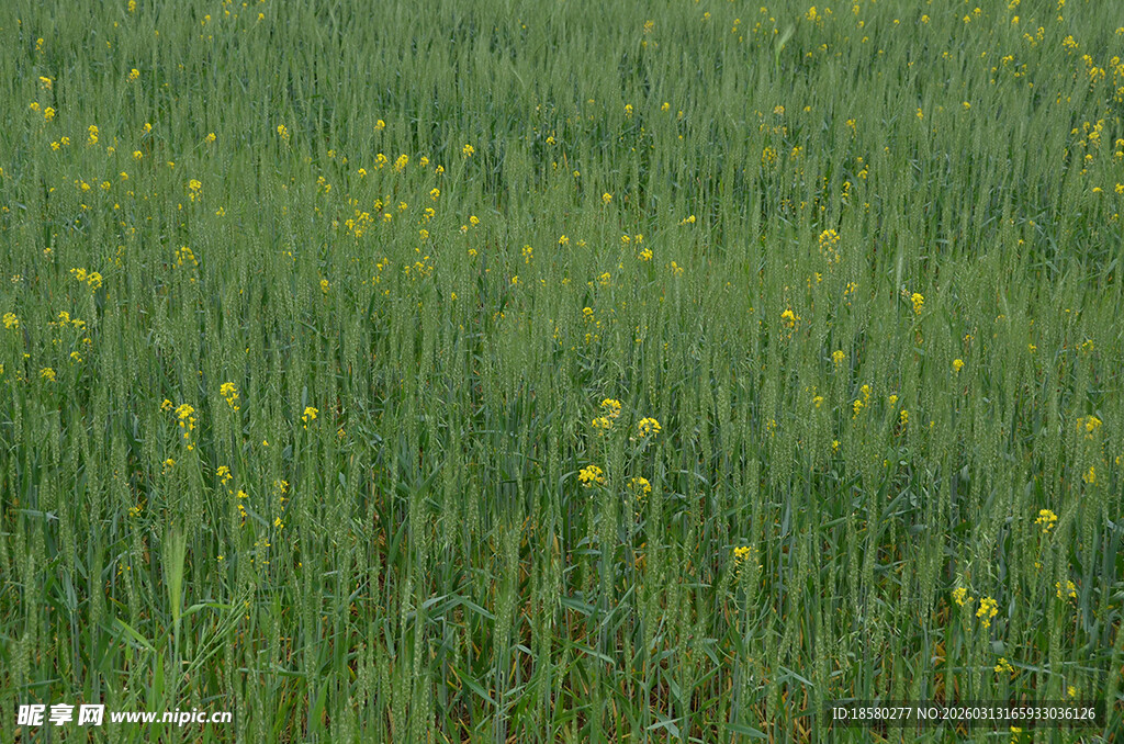 春日油菜花田美景