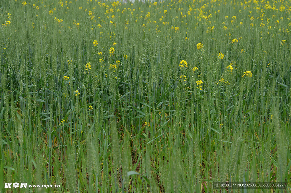 金黄油菜花田的美丽景致