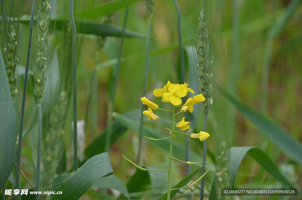 麦田中的黄色小花油菜花