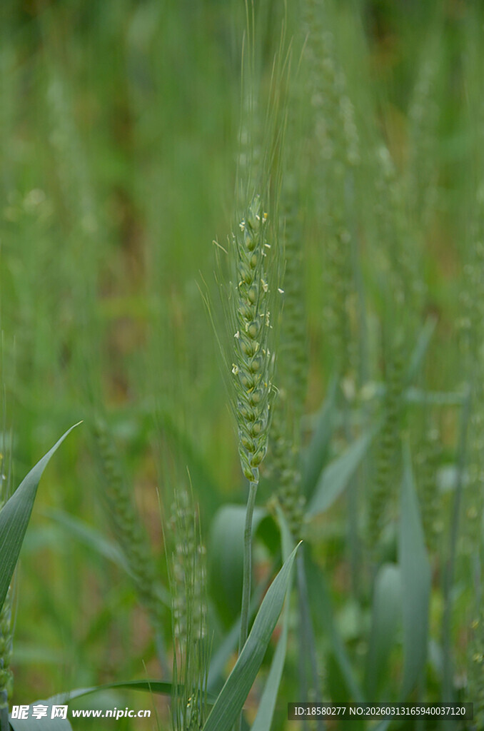 麦田里的嫩绿麦穗